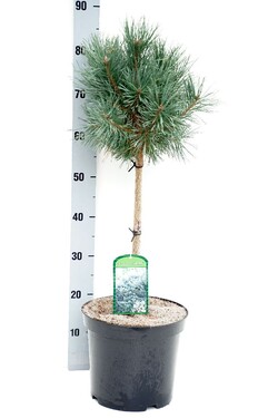 Pušis paprastoji (Lot Pinus sylv.) 'Watereri' C7,5 STIEBAS 40 CM