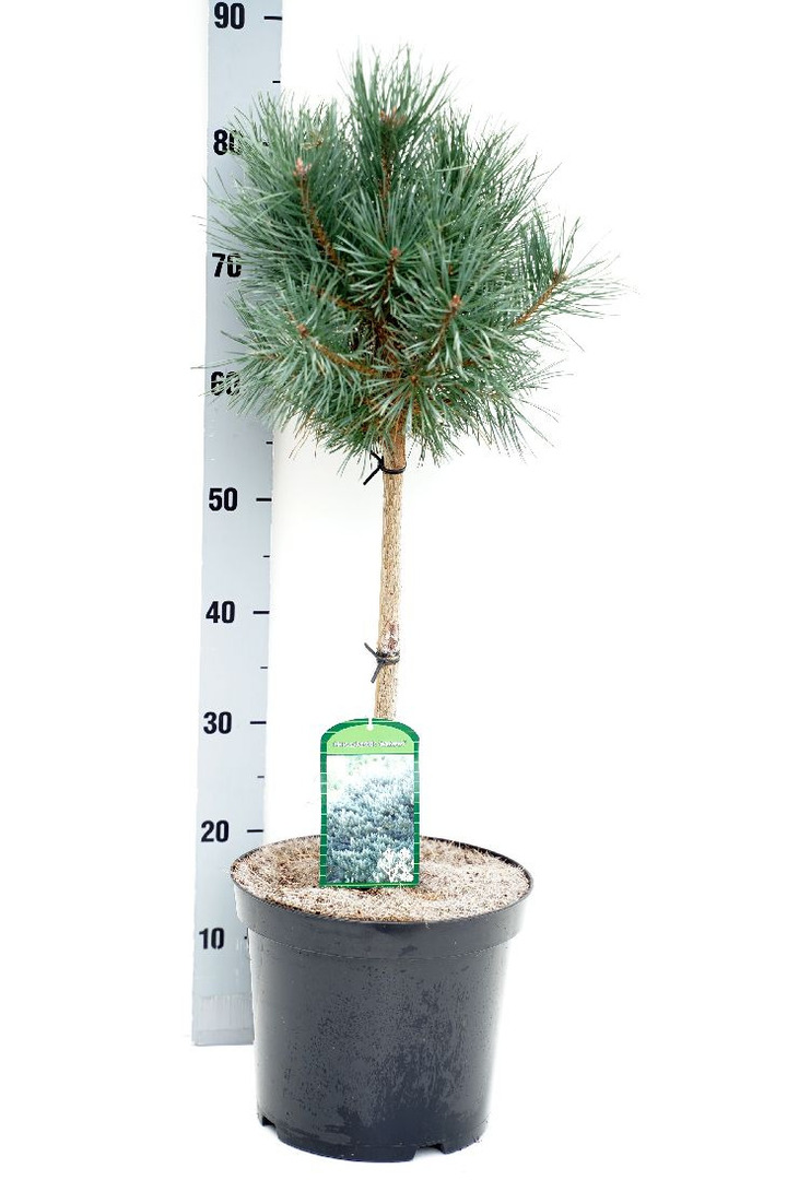 Pušis paprastoji (Lot Pinus sylv.) 'Watereri' C7,5 STIEBAS 40 CM