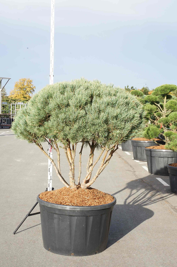 Pušis paprastoji (Lot Pinus sylv.) 'Watereri' UMBRELLA 125-150 CM C285/P95