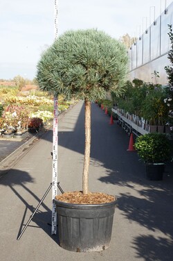 Pušis paprastoji (Lot Pinus sylv.) 'Watereri' C110 STIEBAS 100 CM - nuotrauka 1