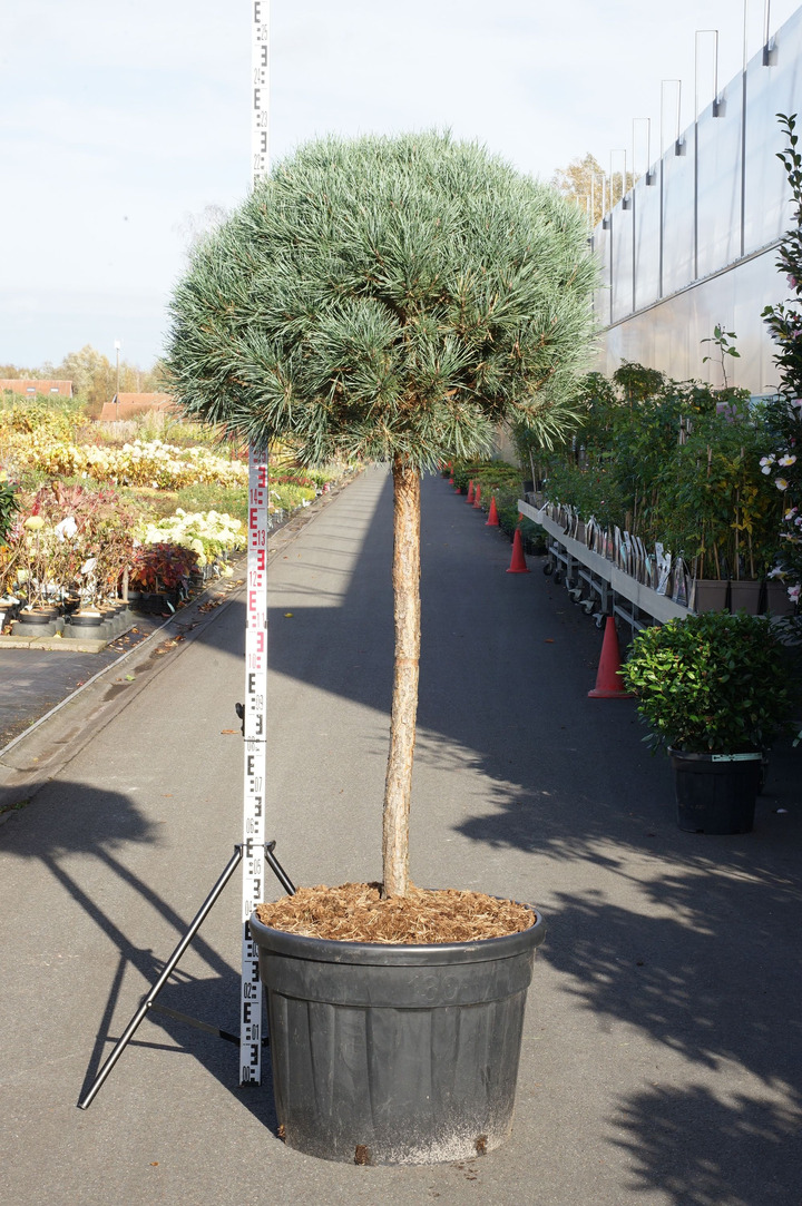 Pušis paprastoji (Lot Pinus sylv.) 'Watereri' C110 STIEBAS 100 CM