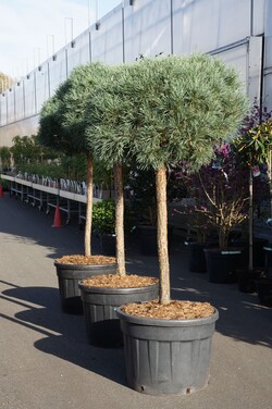 Pušis paprastoji (Lot Pinus sylv.) 'Watereri' C110 STIEBAS 100 CM - nuotrauka 2