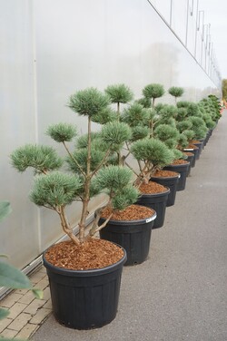 Pušis paprastoji (Lot Pinus sylv.) 'Watereri' BONSAI 100-125 C90 - nuotrauka 2