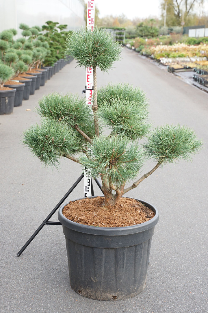 Pušis paprastoji (Lot Pinus sylv.) 'Watereri' BONSAI 80-100CM C80