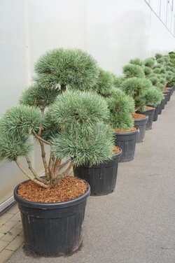 Pušis paprastoji (Lot Pinus sylv.) 'Watereri' BONSAI 80-100CM C80 - nuotrauka 2