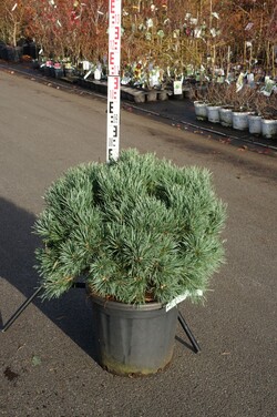 Pušis paprastoji (Lot Pinus sylv.) 'Watereri' C35 80-100 CM