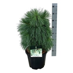 Pušis šverino (Lot Pinus schwerinii) 'Wiethorst' C15 50-60 CM