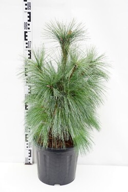 Pušis šverino (Lot Pinus schwerinii) 'Wiethorst' C10 40-60 CM