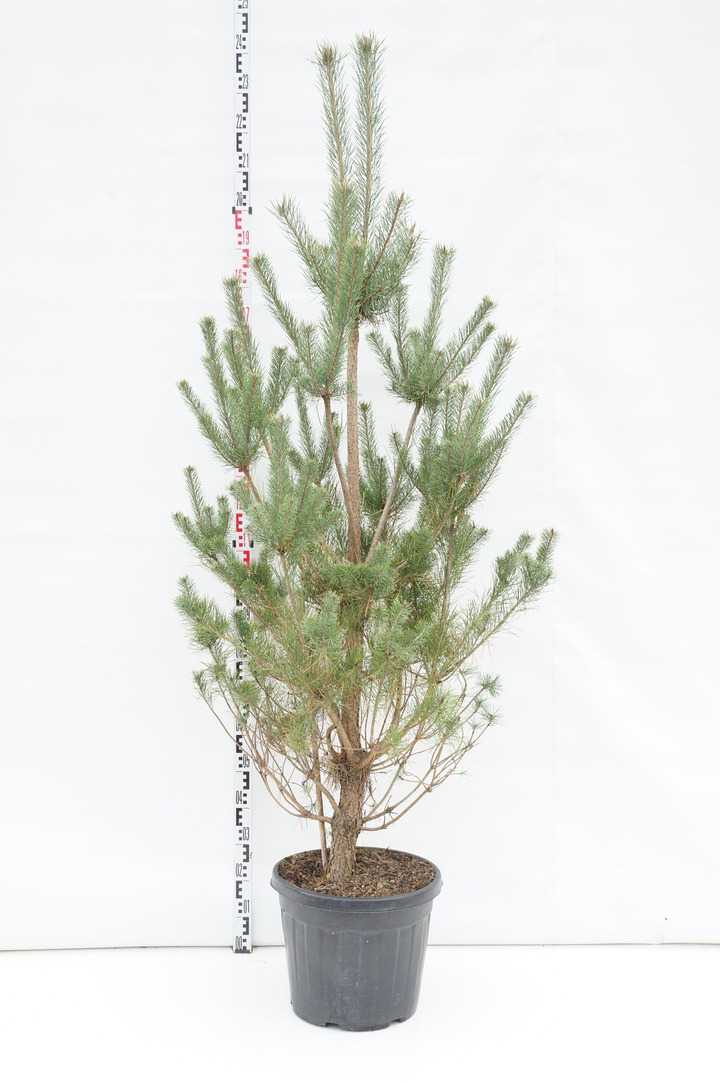 Pušis paprastoji (Lot Pinus sylvestris) C35 150-175 CM