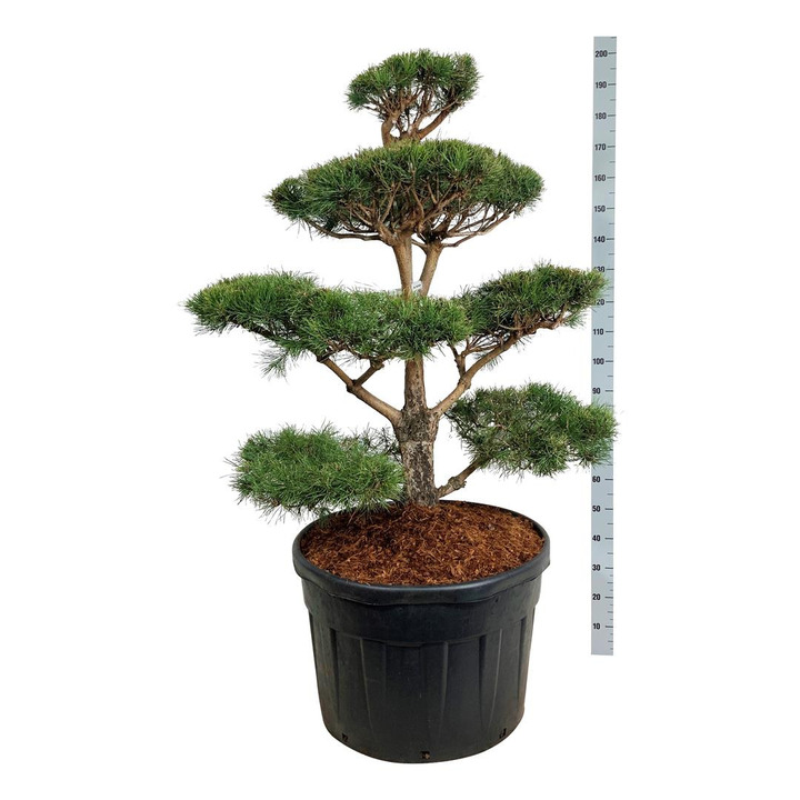 Pušis paprastoji (Lot Pinus sylvestris) BONSAI 100-125 C180