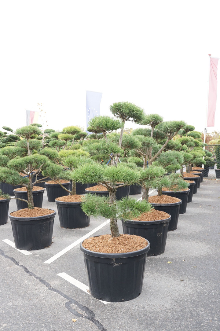 Pušis paprastoji (Lot Pinus sylvestris) BONSAI 125-150 C18