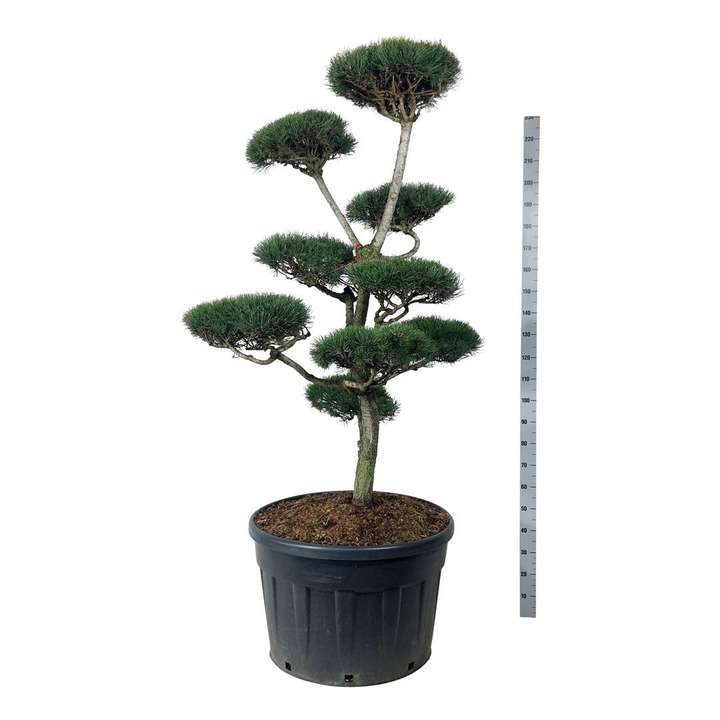 Pušis paprastoji (Lot Pinus sylvestris) BONSAI 150-175 C180