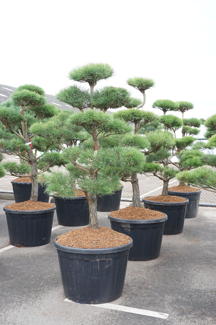 Pušis paprastoji (Lot Pinus sylvestris) BONSAI 150-175 C180