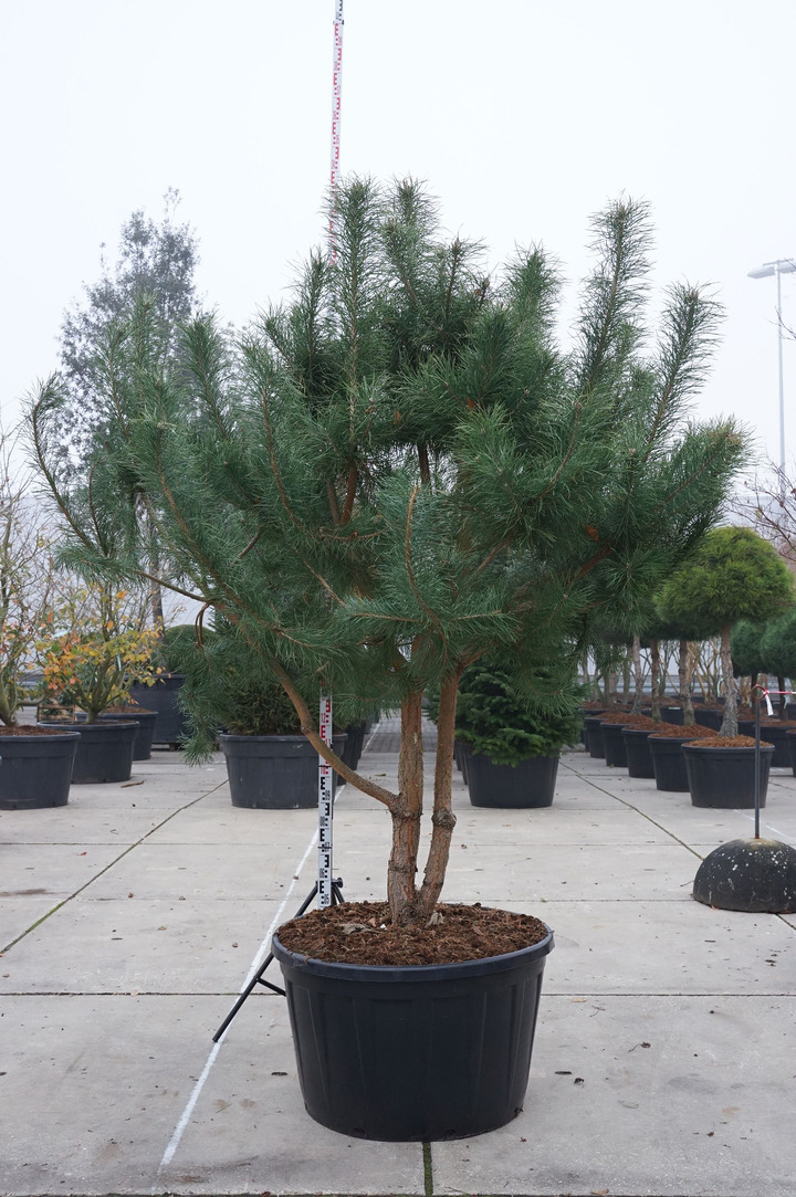 Pušis paprastoji (Lot Pinus sylvestris) C230 250-300 CM DAUGEKAMIENIS