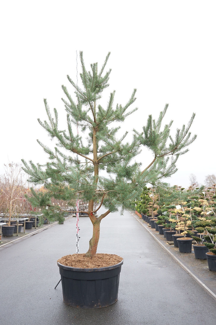 Pušis paprastoji (Lot Pinus sylvestris) DAUGEKAMIENIS 400-500 CM C500