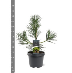 Pušis tunbergo (Lot Pinus thunbergii) C3/P19 30-40 CM