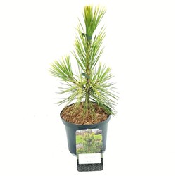 Pušis tunbergo (Lot Pinus thunbergii) 'Ogon' C2,5/P18 25-30 CM