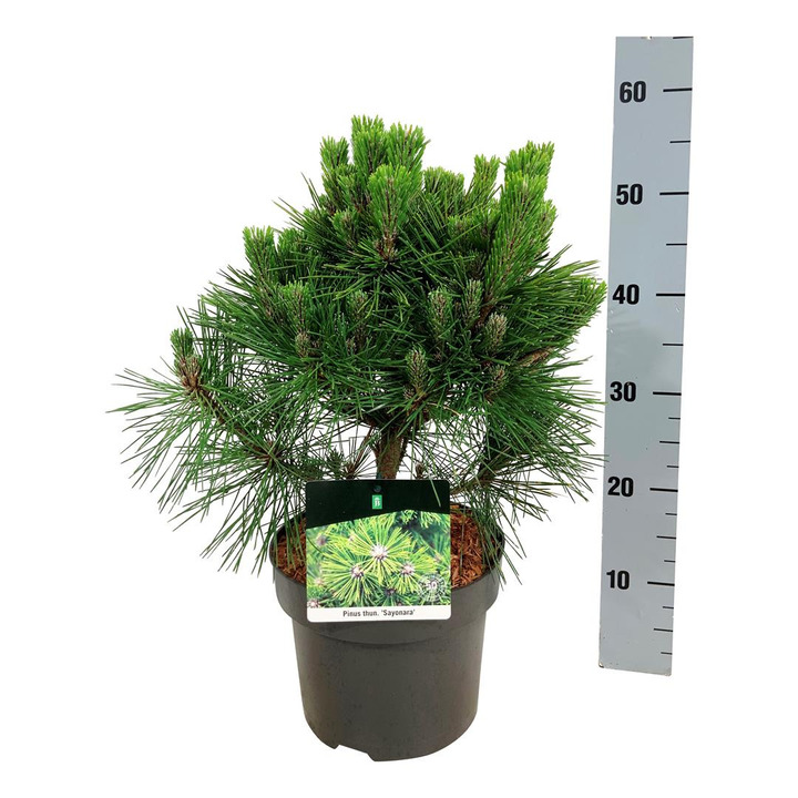 Pušis tunbergo (Lot Pinus thunbergii) 'Sayonara' C5/P23 30-40 CM