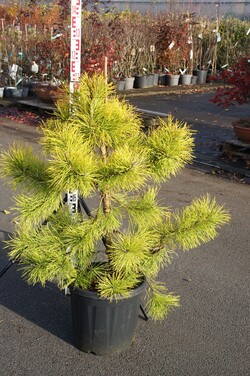Pušis tunbergo (Lot Pinus thunbergii) 'Thunderhead' C25 80-100 CM