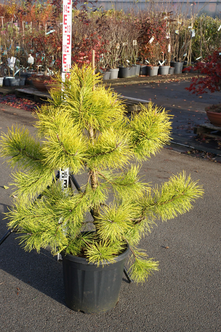Pušis tunbergo (Lot Pinus thunbergii) 'Thunderhead' C25 80-100 CM