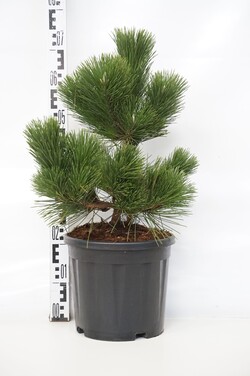 Pušis tunbergo (Lot Pinus thunbergii) 'Thunderhead' C10 40-50 CM