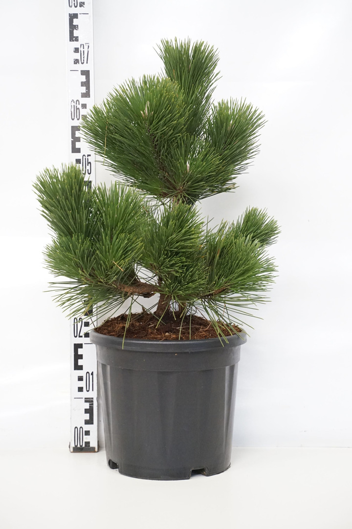 Pušis tunbergo (Lot Pinus thunbergii) 'Thunderhead' C10 40-50 CM