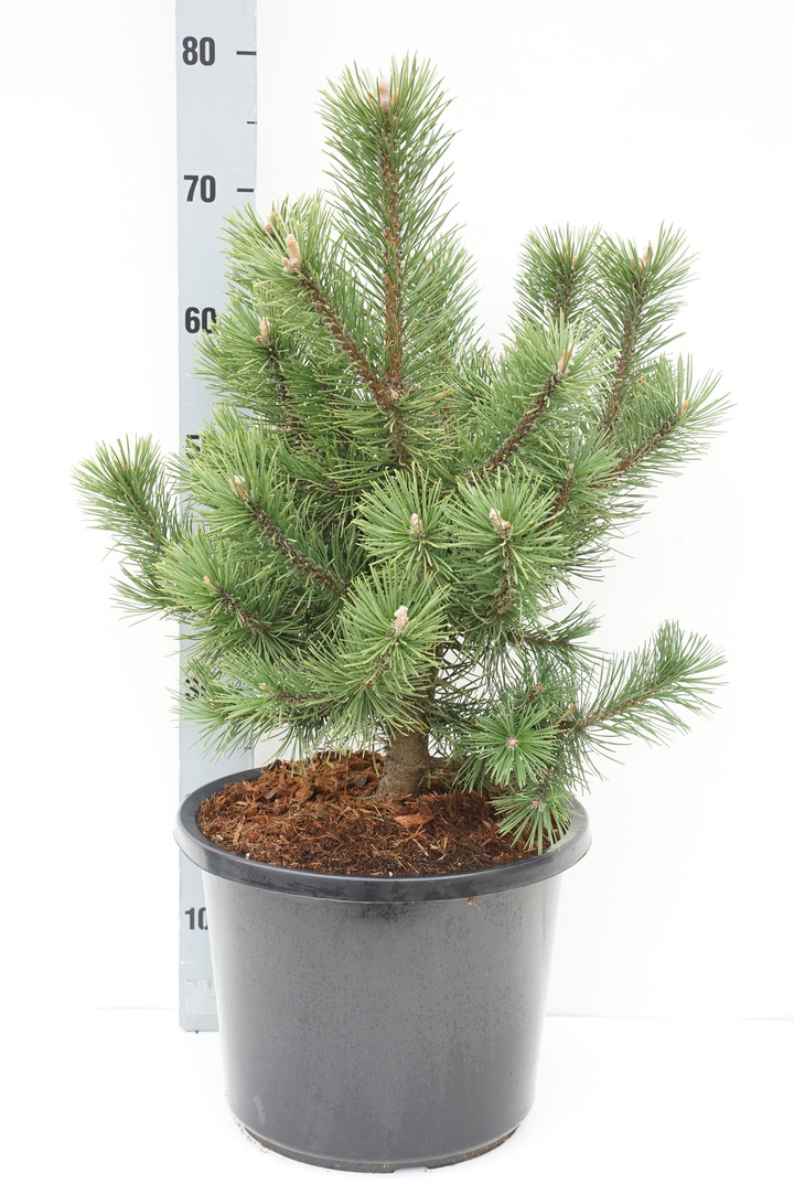 Pušis kablelinė (Lot Pinus uncinata) 'La Cabana' C12 40-50 CM