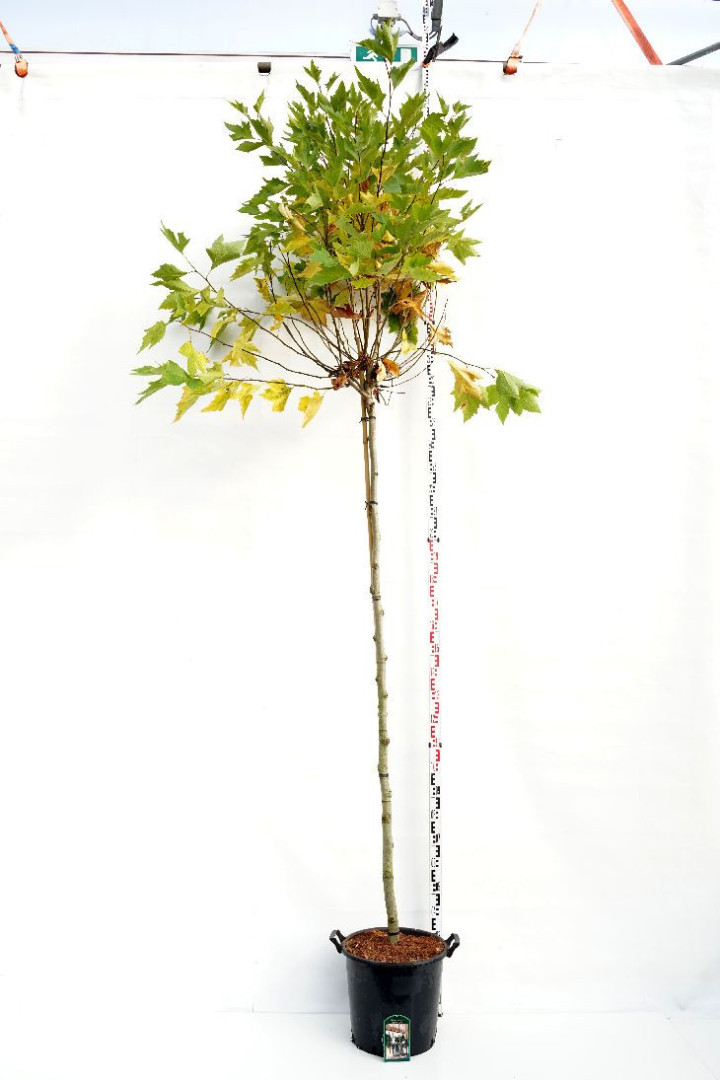 Klevalapis platanas (Lot Platanus hisp.) 'Alphens Globe' C35 STIEBAS 225 CM KAMIENO APIMTIS 10-12 CM