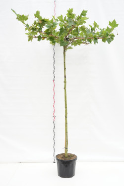 Klevalapis platanas (Lot Platanus hispanica) C40 STIEBAS 240 CM KAMIENO APIMTIS 10-12 CM