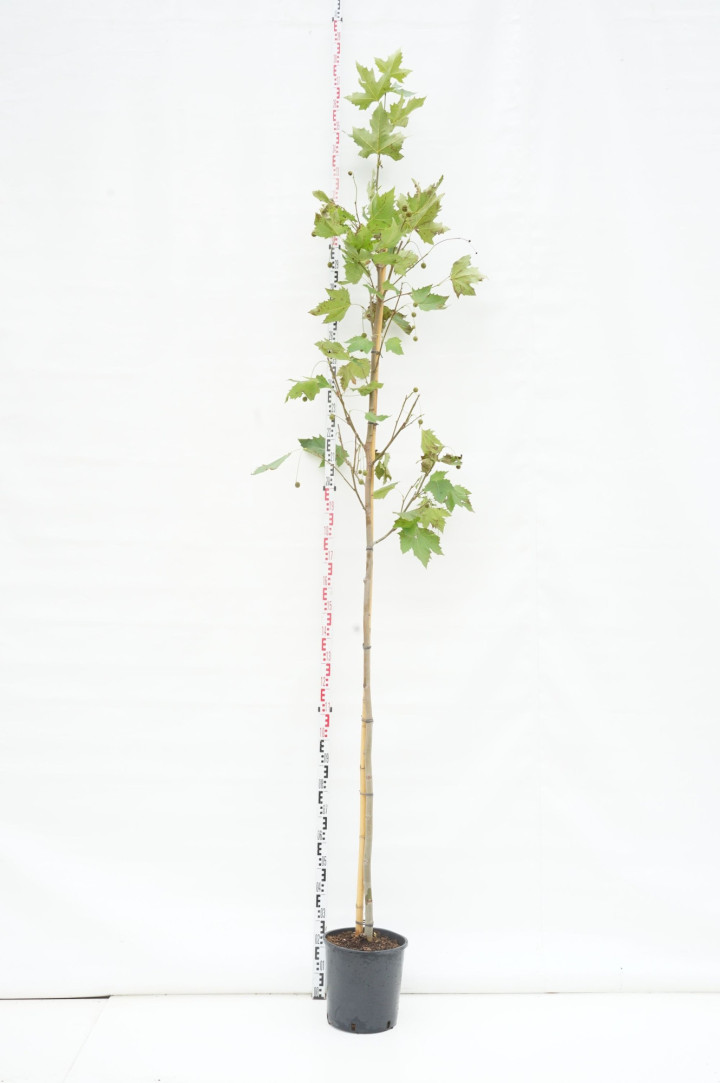 Klevalapis platanas (Lot Platanus hispanica) C18 KAMIENO APIMTIS 8-10 CM STANDARD