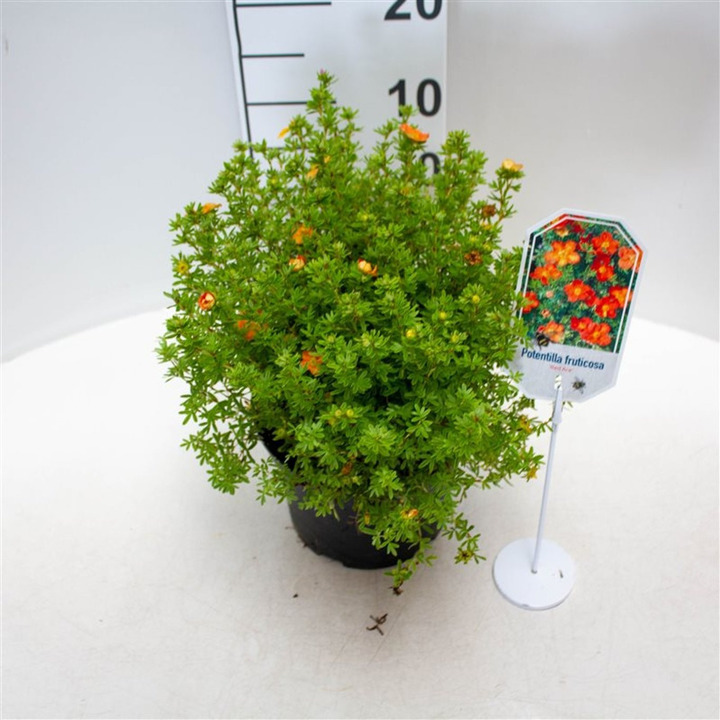 Sidabrakrūmis paprastasis (Lot Potentilla f.) 'Abbotswood' C2/P17 25-30 CM