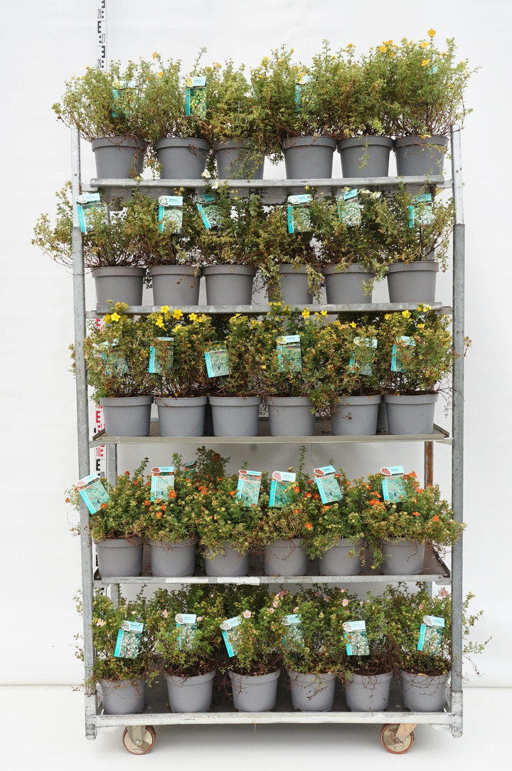 Sidabražolė MIX (Lot Potentilla in) C3/P19 25-30 CM