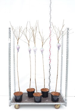 Vyšnia smailiadantė (Lot Prunus serr.) 'Accolade' C5 STIEBAS 120 CM