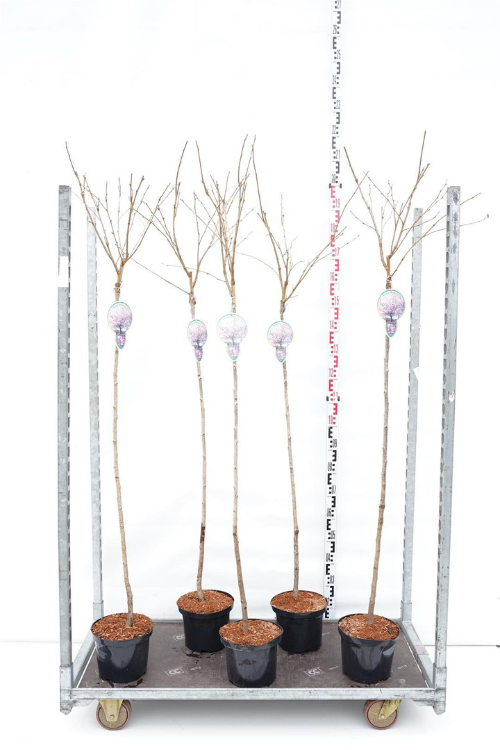 Vyšnia smailiadantė (Lot Prunus serr.) 'Accolade' C5 STIEBAS 120 CM