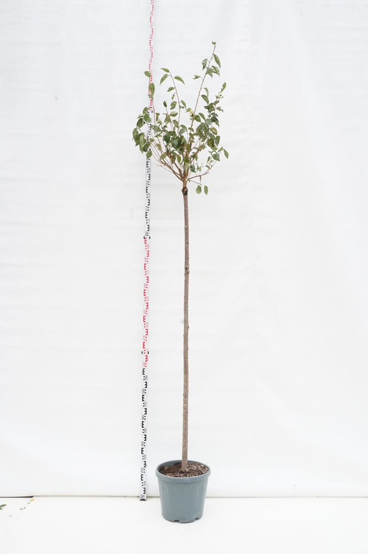 Vyšnia smailiadantė (Lot Prunus serr.) 'Accolade' C30 STIEBAS 200 CM KAMIENO APIMTIS 10-12 CM