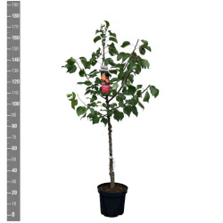Abrikosas (Lot Prunus ar.) 'Compacta' C7,5/P26 BUSH