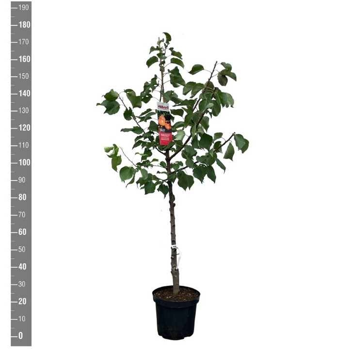 Abrikosas (Lot Prunus ar.) 'Compacta' C7,5/P26 BUSH