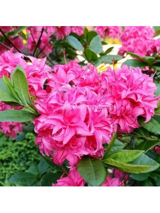 Azalija (Lot Azalea) HOMEBUSH C5 80-100CM-AZALIJOS-KRŪMAI