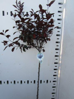 Raudonlapė vyšnia (Lot Prunus cistena) C5 STIEBAS 80 CM 2YR - nuotrauka 1