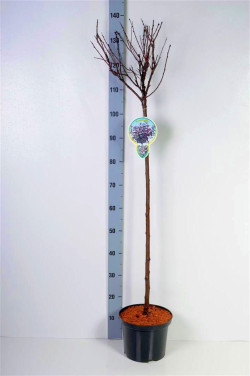 Raudonlapė vyšnia (Lot Prunus cistena) C5 STIEBAS 80 CM 2YR - nuotrauka 2