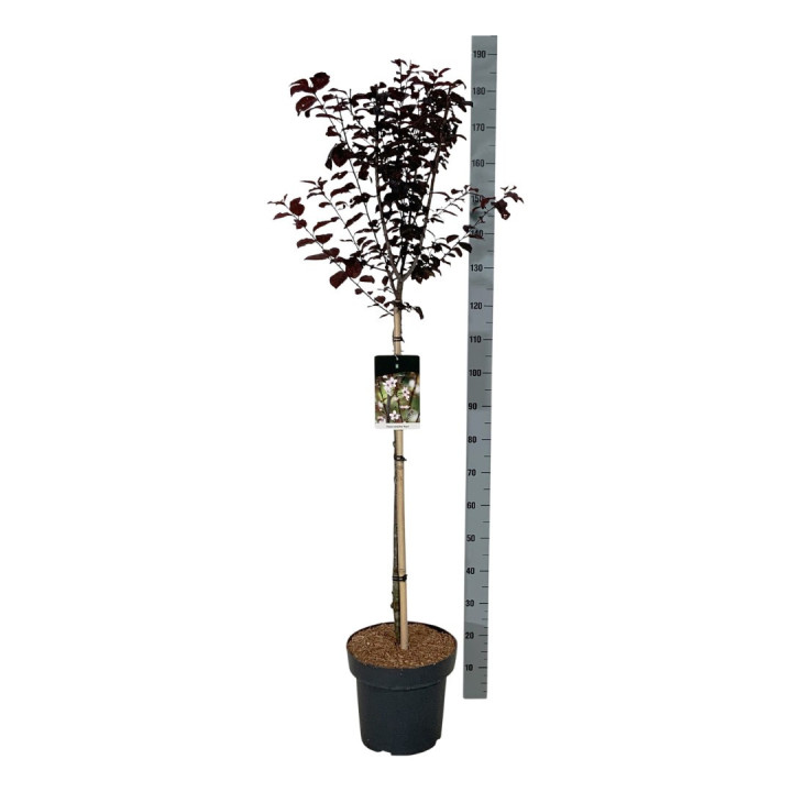 Slyva kaukazinė (Lot Prunus cer.) 'Nigra' C15 STIEBAS 90 CM