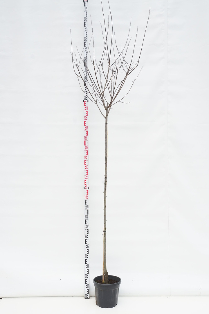 Slyva kaukazinė (Lot Prunus cer.) 'Nigra' C12 STIEBAS 150 CM