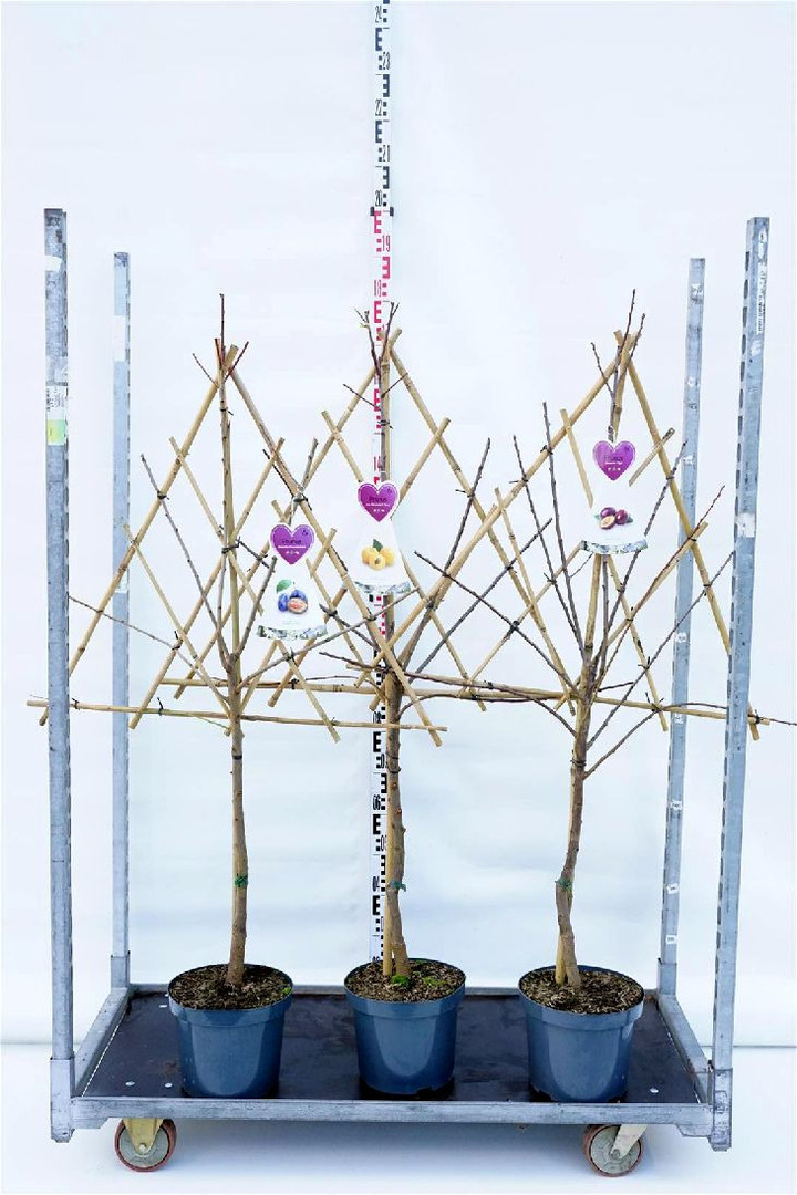 Naminė slyva MIX (Lot Prunus d. in) C7,5/P26 ESPALIER