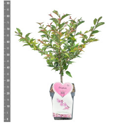 Vyšnia ankstyvoji (Lot Prunus incisa) 'Cunera' C5/P23 KRŪMAS