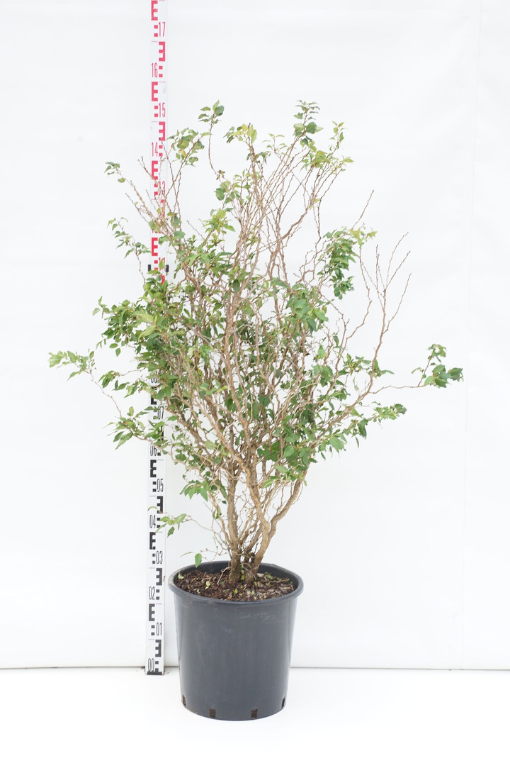 Vyšnia ankstyvoji (Lot Prunus incisa) 'Kojou-no-mai' C25 100-125 CM
