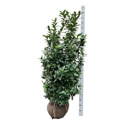 Lauro vyšnia (Lot Prunus laur.) 'Bonaparte' 150-175 CM RB EXTRA