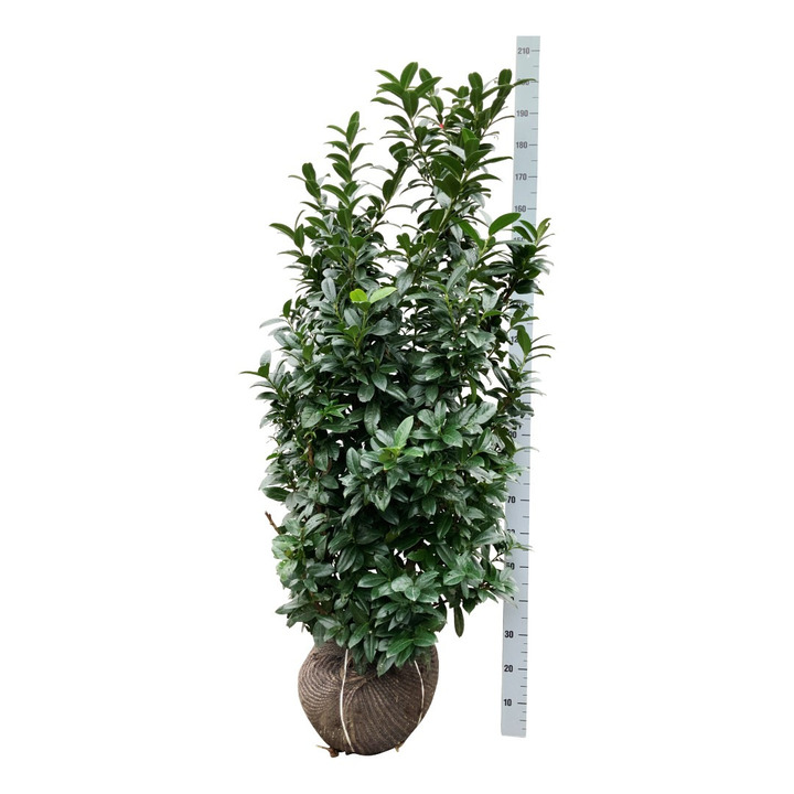 Lauro vyšnia (Lot Prunus laur.) 'Bonaparte' 150-175 CM RB EXTRA