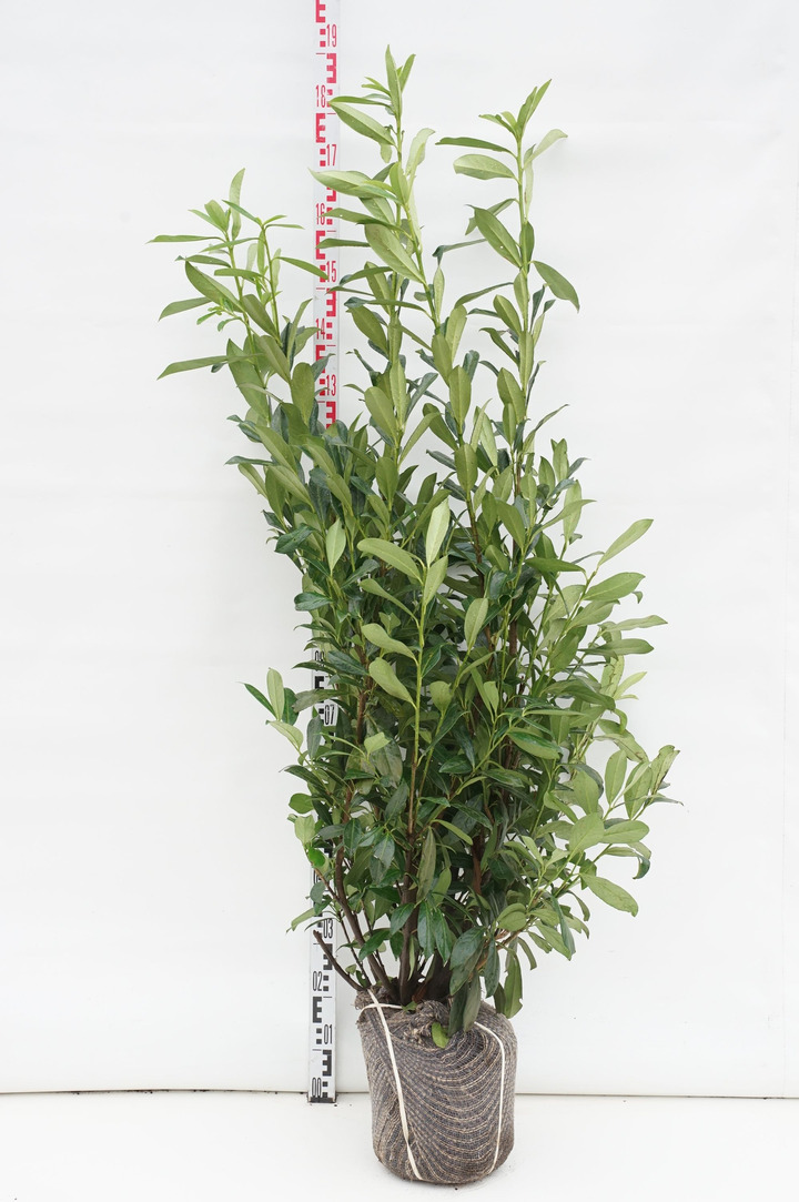 Lauro vyšnia (Lot Prunus laur.) 'Caucasica' 150-160 CM RB