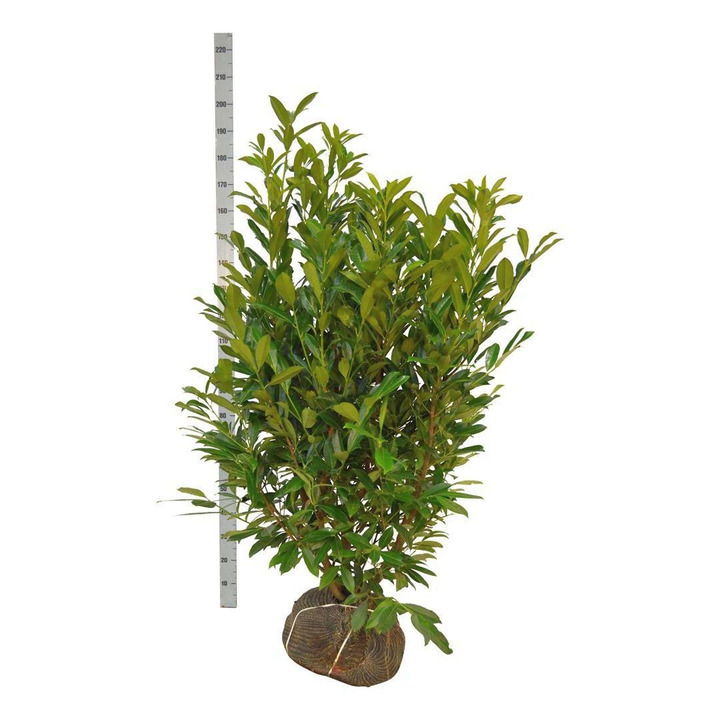 Lauro vyšnia (Lot Prunus laur.) 'Caucasica' 125-150 CM RB EXTRA
