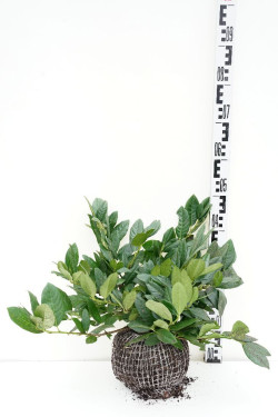 Lauro vyšnia (Lot Prunus laur.) 'Cherry Brandy' 40-50 CM RB